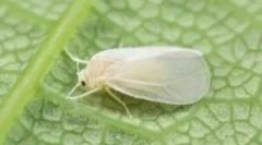 Борба против русокоса во отворен терен